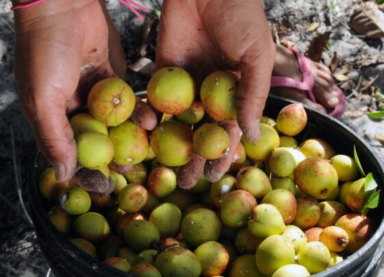 Alese reconhece importância das catadoras de mangaba para Sergipe