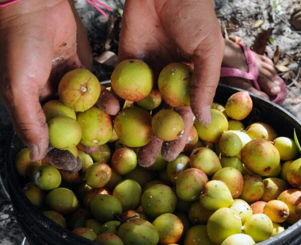 Alese reconhece importância das catadoras de mangaba para Sergipe