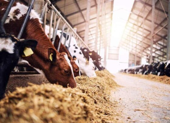 Aracaju será sede do XVIII Congresso Nordestino de Produção Animal – AJN1