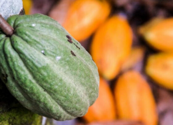 Conheça a história do cacau de Tomé-Açu, fruto impulsionado na Amazônia por agricultores japoneses | ASN Nacional