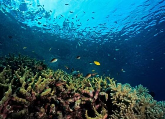 Recém descoberto, maior coral do mundo está vivo há mais de 300 anos – AJN1