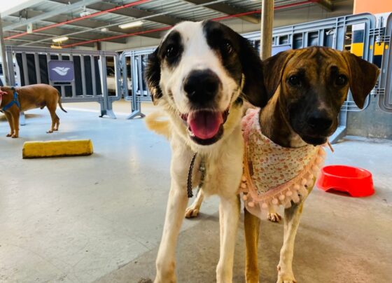 Sema e RioMar Aracaju promovem campanha de adoção de pets – FaxAju