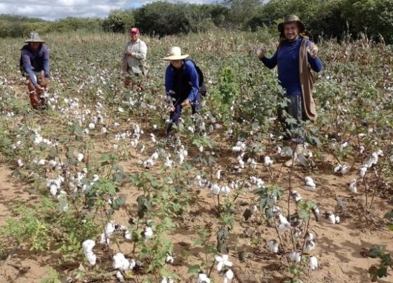 Com o apoio do Sebrae/CE, algodão agroecológico dos Inhamuns conquista selo de Indicação Geográfica | ASN Ceará