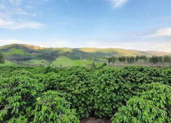 Café do Vale da Grama (SP) conquista Indicação Geográfica | ASN Nacional