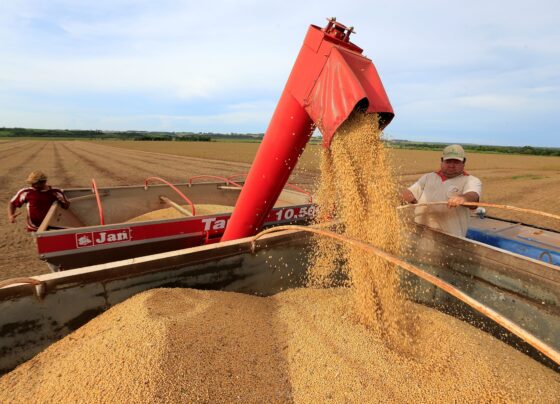 Governo confirma suspensão de embarques de soja de 5 empresas à China