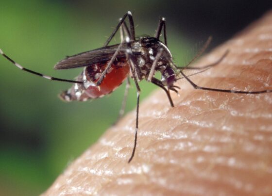 MP define pagamento de R$ 60 mil por deficiência causada pelo vírus Zika