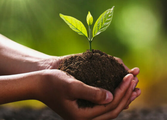 Sebrae amplia atuação no universo de bioeconomia | ASN Nacional