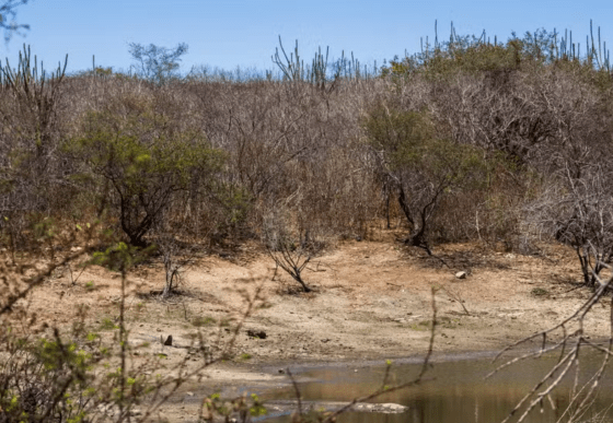 Seca grave se mantém nos territórios de Sergipe – AJN1