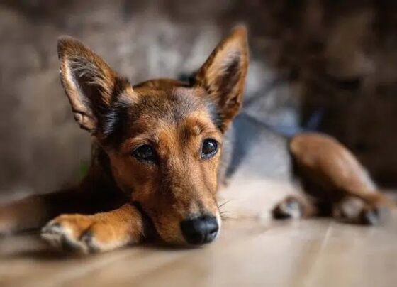 cuidados devem ser redobrados para garantir o bem-estar dos pets – AJN1
