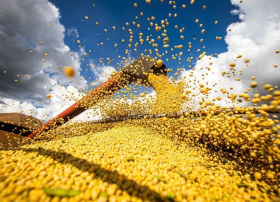 BrasilAgro eleva estimativas para produção da safra 24/25