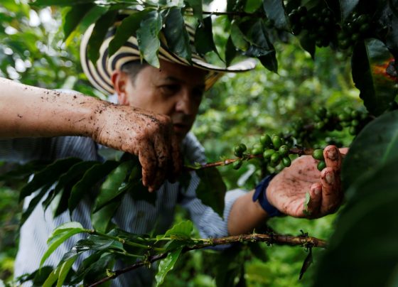 Café arábica retoma trajetória de alta, robusta atinge preço recorde