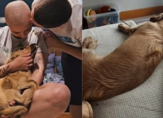 Cão ajuda mulher a vencer câncer e emociona internautas – AJN1