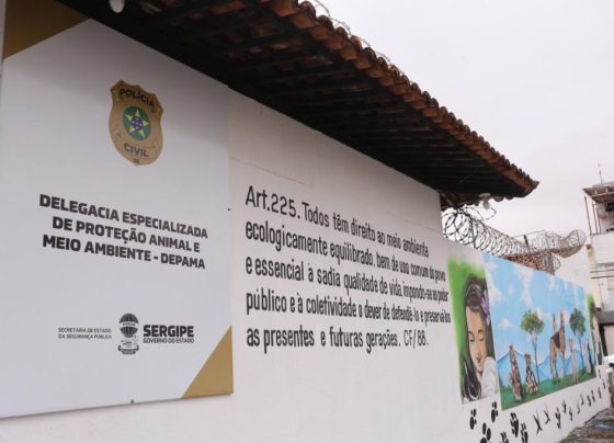 Dois homens são indiciados por maus-tratos a animais após abandonarem gato em parque – FaxAju
