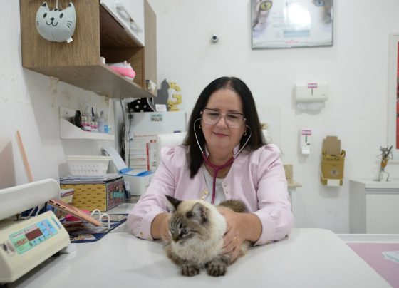 Especialista em medicina felina alerta para os riscos de desidratação em gatos – FaxAju