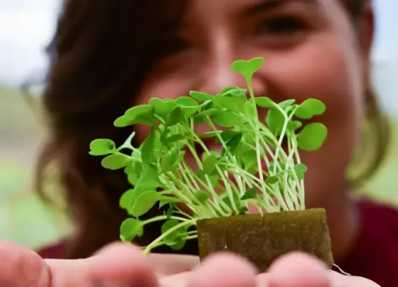 Mais emprego e alta no faturamento: indústria alimentícia registra balanço positivo em 2024 | ASN Nacional