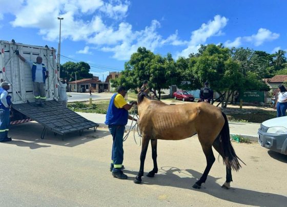 PMA já apreendeu 138 animais soltos em vias públicas este ano – FaxAju
