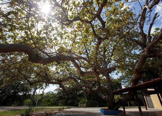 Vereador Iran Barbosa propõe que o Cajueiro seja a Árvore Símbolo de Aracaju – FaxAju