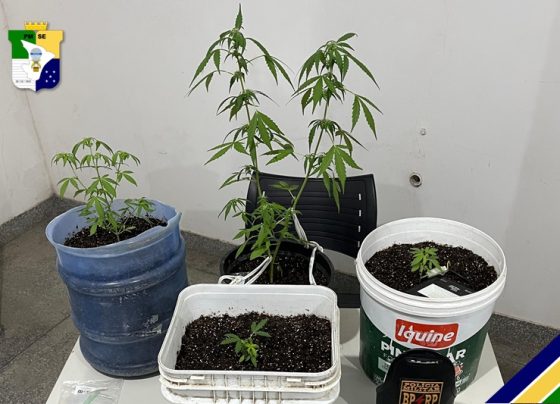 Polícia Militar apreende pés de maconha no município de Riachuelo – P.M.S.E.