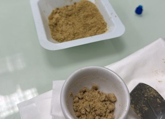 Propriedades do licuri podem ser usadas em insumos sustentáveis para a indústria – AJN1