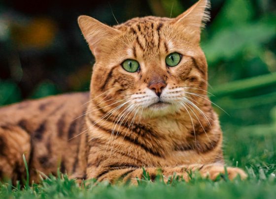 Shopping RioMar recebe exposição Gatos de Bengala – FaxAju