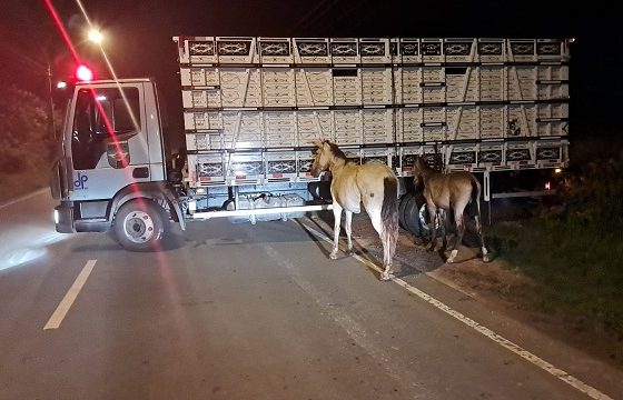 BPRv recolhe 14 equinos soltos em rodovias estaduais; confira os contatos dos postos de fiscalização no interior do estado