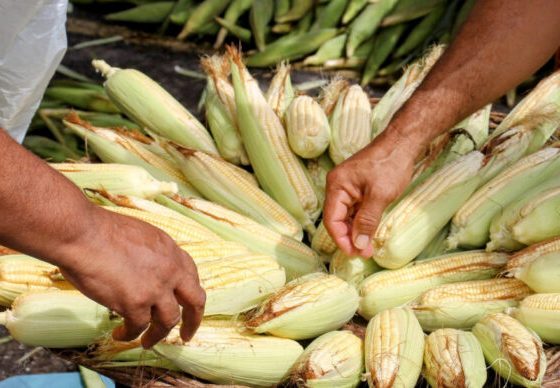 Feira Junina da Ceasa Aracaju começa na próxima terça-feira, 3 – AJN1