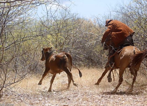 Aprovado PL que regulamenta Vaquejada, Cavalgada e Pega de Boi no Mato