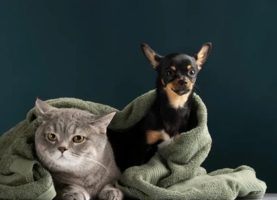 Cadastro para tutores temporários de cães e gatos é oferecido em Aracaju – AJN1