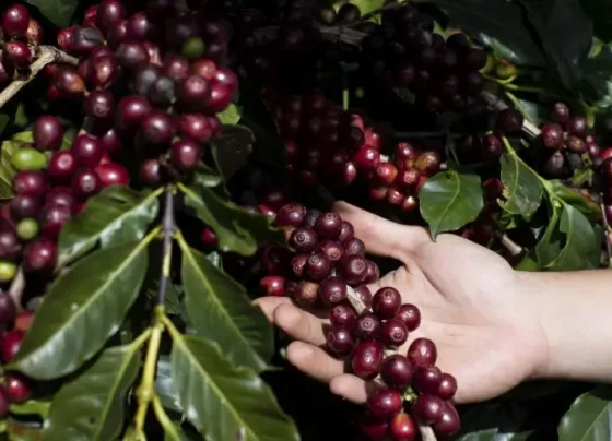 Café de Torrinha, de SP, conquista Indicação Geográfica | ASN Nacional
