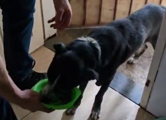 Polícia Civil resgata cachorro em situação de abandono em Nossa Senhora do Socorro