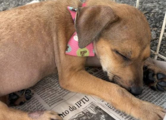 em Aracaju, shopping realiza evento de adoção animal neste sábado (7) – AJN1
