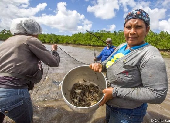 Agora é Lei: Sergipe institui o ´Dia Estadual da Mulher Marisqueira´