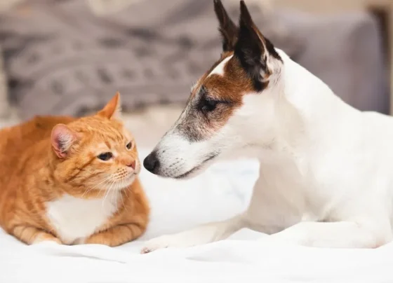 Agora é lei: Selo institui Estabelecimento Amigo dos Animais