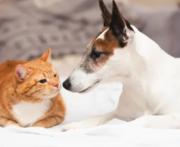 Agora é lei: Selo institui Estabelecimento Amigo dos Animais