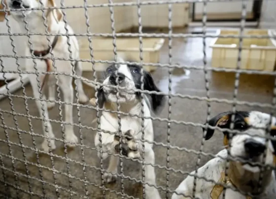 Câmara aprova proibição de testes em animais para cosméticos e produtos de higiene – Portal Imprensa 1