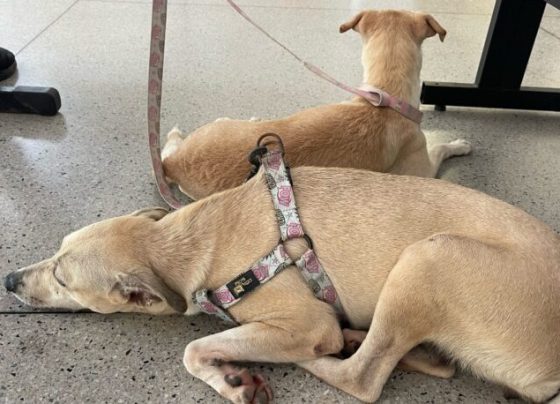 Kitty Lima garante aprovação de cadastro estadual de animais domésticos em Sergipe – Portal Imprensa 1