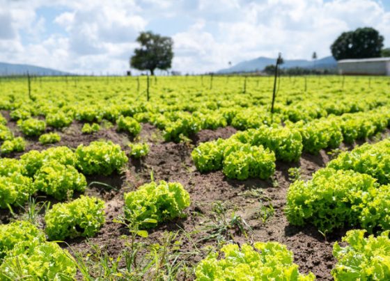 Lei promove Semana Estadual do Campo Limpo e Sustentável