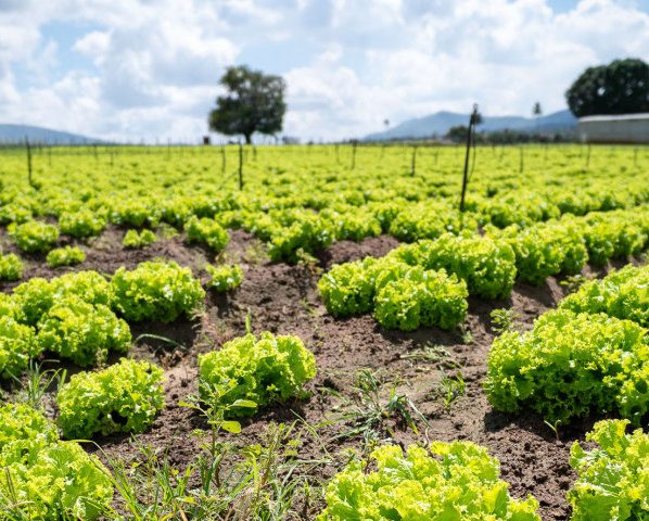 Lei promove Semana Estadual do Campo Limpo e Sustentável