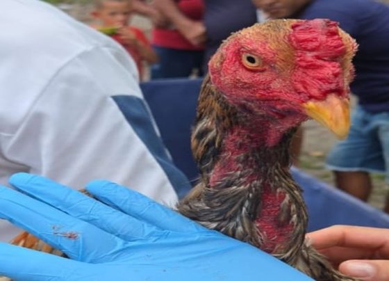 PM interrompe rinha de galos na Barra dos Coqueiros – P.M.S.E.