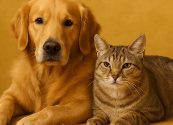 Sergipe institui o “Julho Dourado” para promover a saúde dos animais e prevenir zoonoses