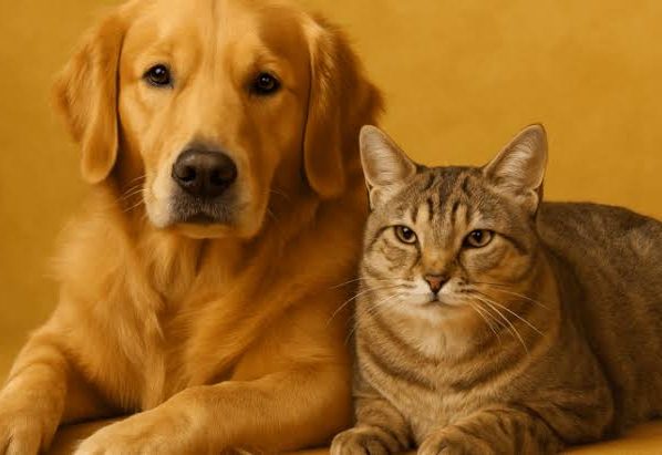 Sergipe institui o “Julho Dourado” para promover a saúde dos animais e prevenir zoonoses