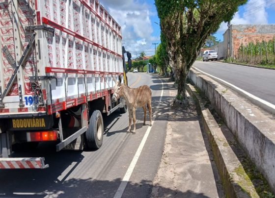 Ações da PMSE resultam no recolhimento de cerca de 280 animais soltos nas rodovias estaduais – P.M.S.E.