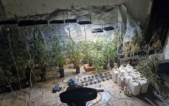 Batalhão de Radiopatrulha desmantela laboratório de cultivo de maconha em Aracaju