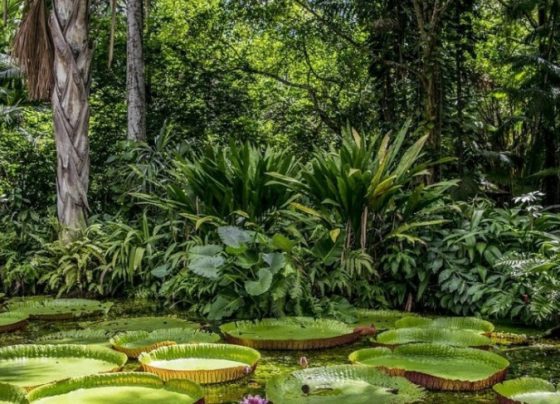 Glossário Agenda Climática: aprenda mais sobre biodiversidade e soluções baseadas na natureza | ASN Nacional