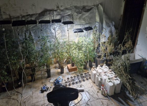 Polícia Militar desarticula laboratório clandestino de maconha na Zona Sul da capital – P.M.S.E.