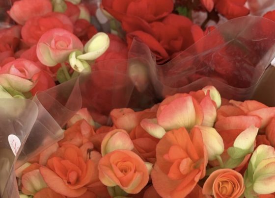 Feira de Flores de Holambra encanta Aracaju com mais de 200 espécies a partir de R$ 5