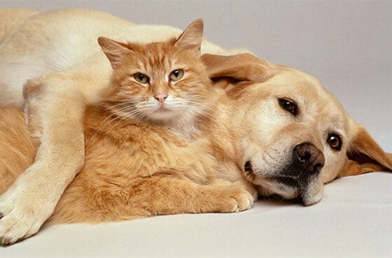 Alese aprova lei que institui Cadastro Estadual de Animais Domésticos em Sergipe