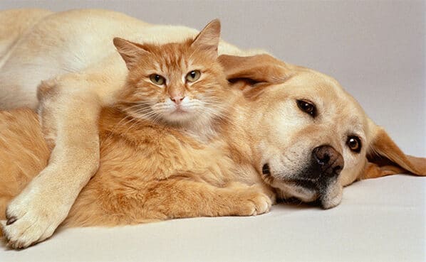 Alese aprova lei que institui Cadastro Estadual de Animais Domésticos em Sergipe