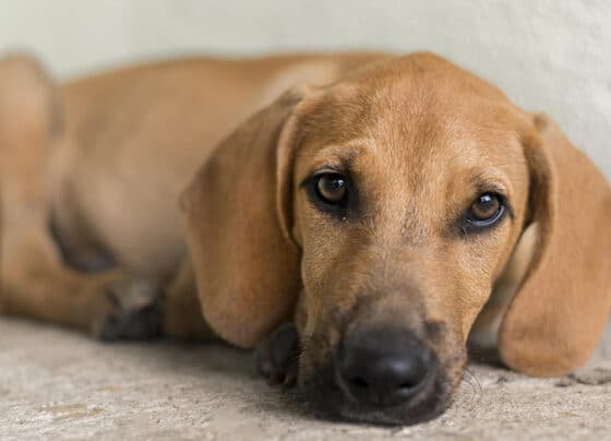Campanha “Amigo Pet” promove a adoção responsável e alerta para o crime de abandono animal – FaxAju