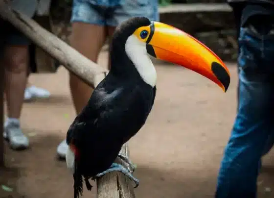 Dia Estadual amplia conscientização contra o tráfico de animais silvestres em Sergipe
